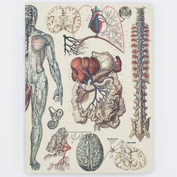 Anatomía: cuaderno de tapa dura vascular - páginas de cuadrícula de puntos