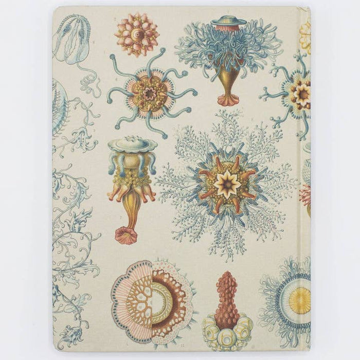 Notebook de tapa dura de Jellyfish de Haeckel | Blanco