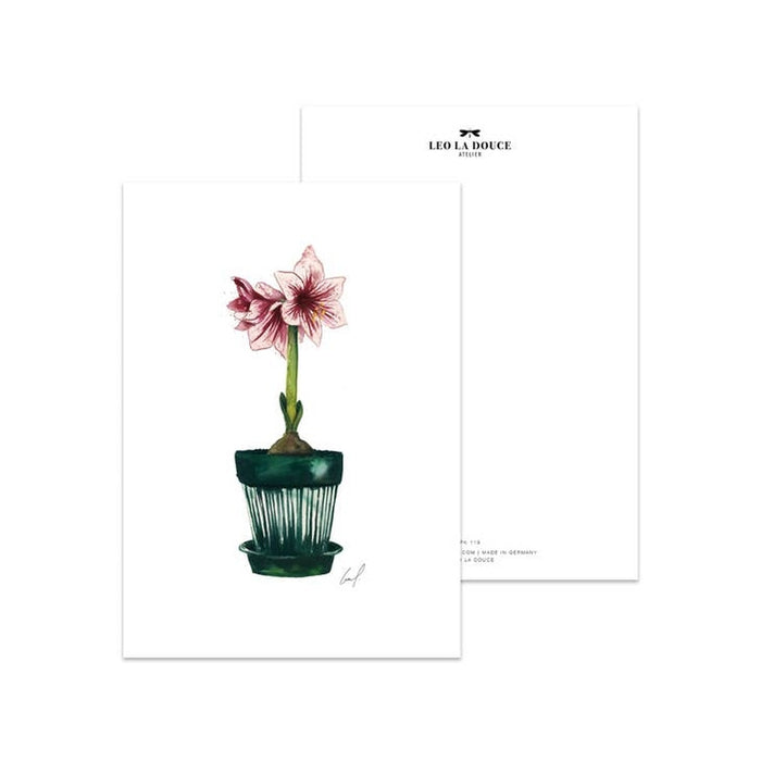 Postal Amaryllis | Una envoltura